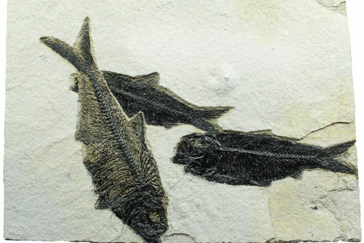 Plate of Three Fossil Fish (Diplomystus & Knightia) - Wyoming #356759